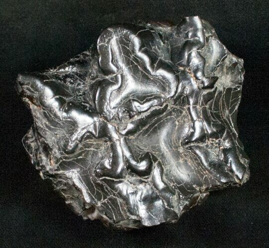 Gomphotherium Molar (Mastodon Relative) - Florida #10837